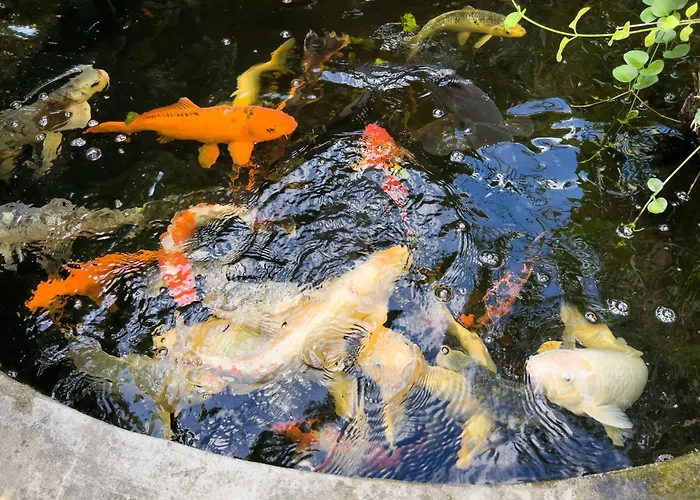 La Rodina Diano Marina